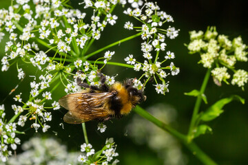 A macro shot of a bumblebee collecting pollen from a Chaerophyllum flower