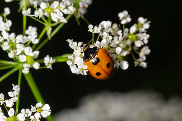 Ladybug, ladybird, Coccinella septempunctata on white flowers