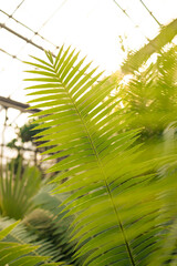 Obraz na płótnie Canvas Palm tree branch in the tropics under the open sky. High quality photo