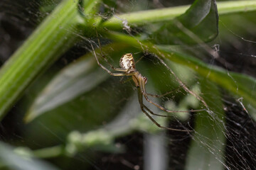 Natural Linyphia Triangularis Spider, summer sunny day natural environment. Macro Photo