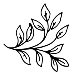 Botanical illustration with black thin line. PNG with transparent background. 