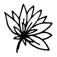 Botanical illustration with black thin line. PNG with transparent background. 