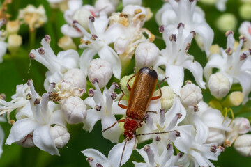Black-tipped soldier beetle, Rhagonycha fulva, on white flowers