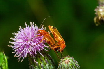 The common red soldier beetles on the blooming purple flower of spear thistle Cirsium vulgare...
