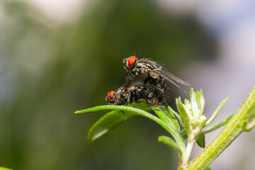 Macro of common flesh flies Sarcophaga carnaria mating on a green leaf