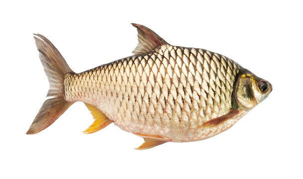 Barbonymus gonionotus isolated on white background. Elements with clipping path.