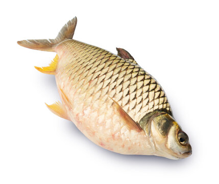 Barbonymus gonionotus isolated on white background. Elements with clipping path.