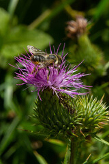 Bee colecting polen from a Greater burdock Arctium lappa flower closeup