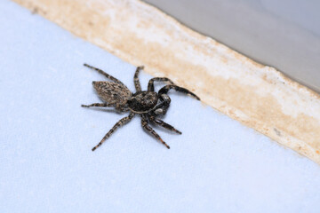 little jumping spider macro photo