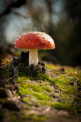 toadstool close up