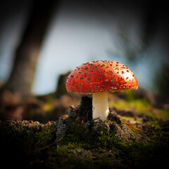 toadstool close up