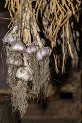 bunch of garlic hanging in the barn