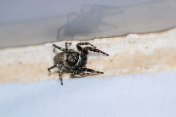 little jumping spider macro photo