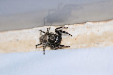 little jumping spider macro photo