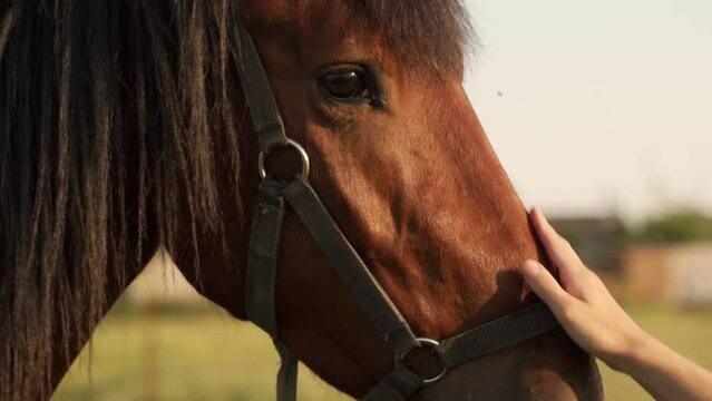 Close-up of a woman's hand stroking a beautiful chestnut brown horse in a meadow at sunset. 