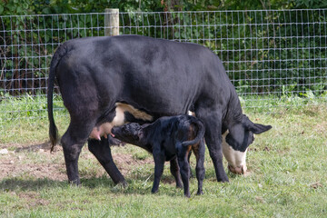 Mother dairy cow and a suckling calf.