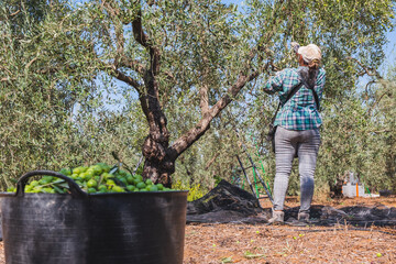 Unrecognizable male and female person picking the harvest olives directly from the olive tree. Traditional autumn harvest in the outdoor garden. Village, rustic style. Farm products without chemicals