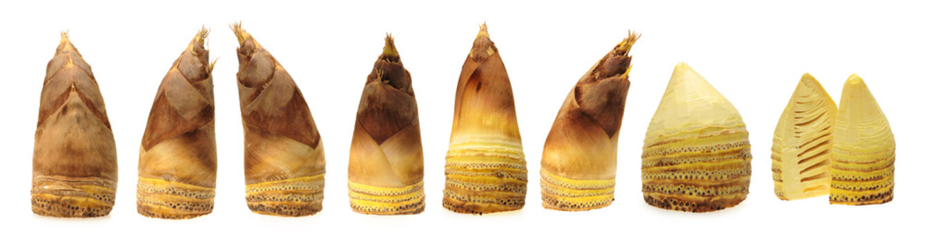 Bamboo shoot on the white background 