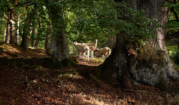 A flock of sheep sheltering in woodland in the English countryside on a sunny day in the UK.