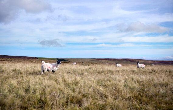 A flock of sheep grazing on moorland on a remote farm in the English countryside, UK.