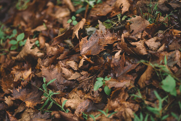 Autumn with colorful leaves, Fall in September