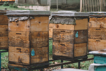 The houses of the bees, Wooden beehives