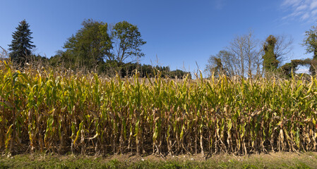 Obraz premium Maisfeld im herbst
