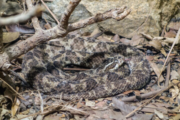 Obraz premium Caatinga Lancehead snake, or Bothrops erythromelas. Jararaca da seca brazilian