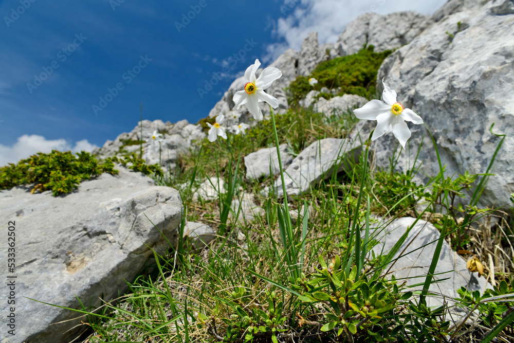 Canvas Prints Weiße Narzisse // Poet's daffodil, poet's narcissus (Narcissus poeticus) - Tomorr Nationalpark, Albanien