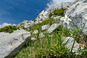 Weiße Narzisse // Poet's daffodil, poet's narcissus (Narcissus poeticus) - Tomorr Nationalpark,...