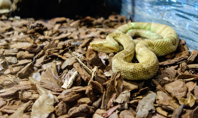 Bothrops insularis snake, known as the Golden lancehead. Endemic to Ilha da Queimada Grande, off...