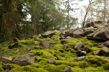 Stone blocks covered with green moss. A large pile of stones is mostly covered by bright green moss in the middle of a coniferous forest.