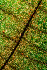 Macrofotografia de folha, com detalhes das Nervuras(veias) da folhas 