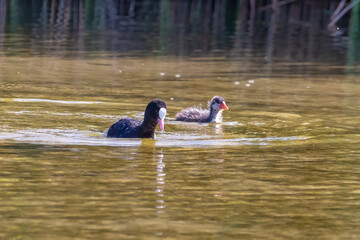 Eurasian coot (Fulica atra) swimming in a pond