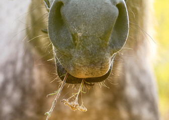 Nose of a gray horse with a flower in its mouth in sunlight. Details