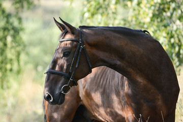 Portrait of a beautiful bay horse on freedom a summer. beautiful curve of the neck.