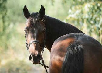 Portrait of a beautiful bay horse on freedom a summer. the horse looks back.