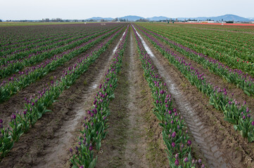 Fototapeta na wymiar Rows of tulip fields at the Skagit Valley, La Conner, USA