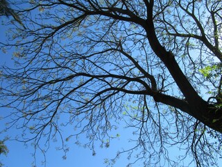 contraste de las ramas de un árbol sobre el cielo azul