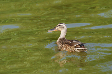 Stockente
