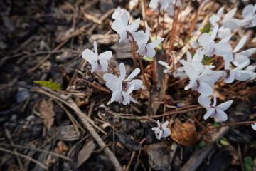 Ivy leaved cyclamen