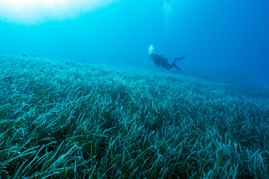 Neptuneseagrass beds, Posidonia oceanica, Gokova Bay Marine Protected Area Turkey