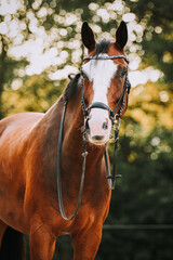 Brown warmblood gelding with big white markings and bridle with drop noseband, green background with bokeh in the evening light