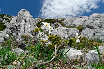 Fototapeten Weiße Narzisse // Poet's daffodil, poet's narcissus (Narcissus poeticus) - Tomorr National park, Albania © bennytrapp