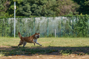 ボールを追いかける柴犬