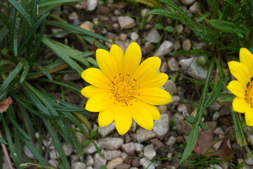 Gazania linearis