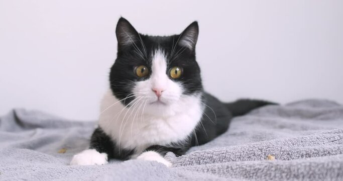 Curious cat lies on bed, white background, close-up. Black-white cat examines, moves head from side to side, looking back-forth. Funny domestic cat portrait. 4k footage. Active pet with yellow eyes