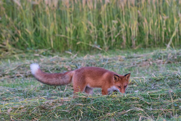 red fox in the grass