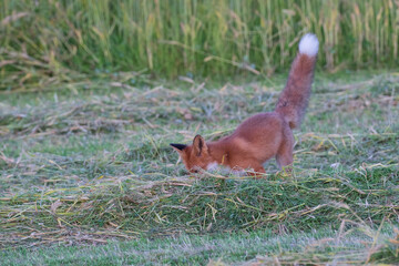 red fox in the grass