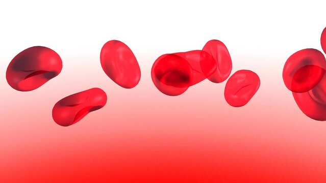 Anatomical 3d animation of red blood cells in blood circulation. Transparent image on a red and white background.